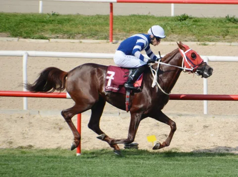 BOĞAZLI BOĞAZLI
