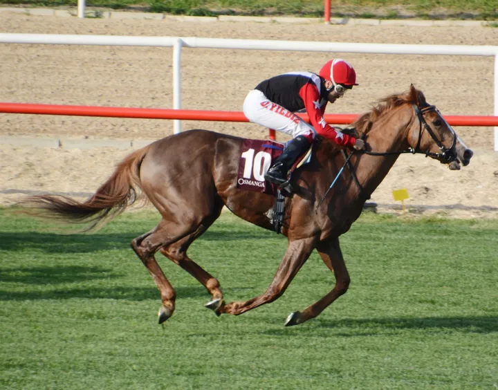 TOMİRİS TOMİRİS