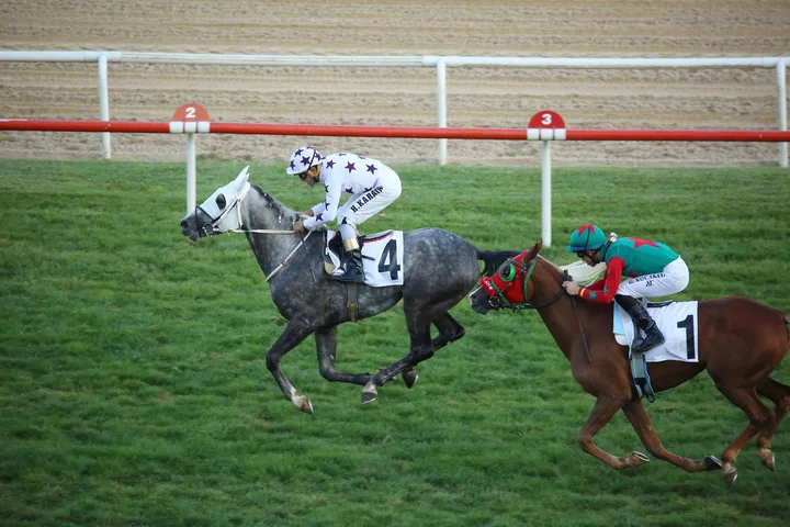 BAŞAR BAŞAR