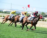 BİRDELLO BİRDELLO