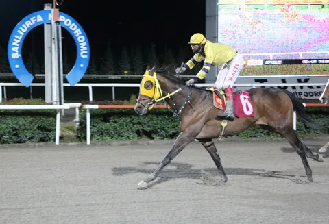 KING OF ODESSA