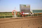 SABRİNİN ATI