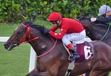 STALLION FALCON