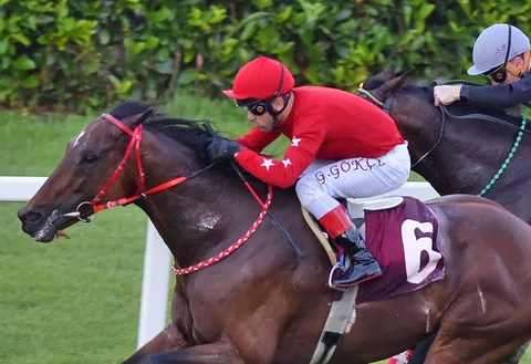 STALLION FALCON STALLION FALCON