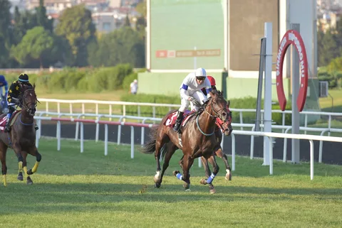 TURKISH LEGEND(6) (IRE) TURKISH LEGEND(6) (IRE)