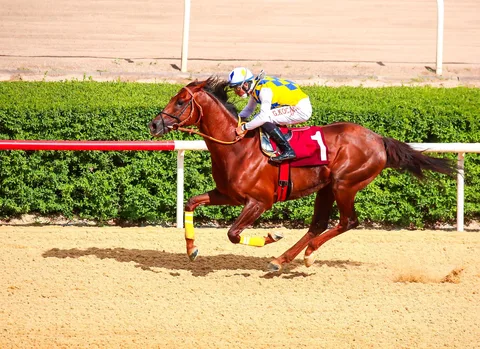 ROYAL AVSAR(6) (USA)