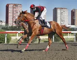 BOZDAĞ BEYİ