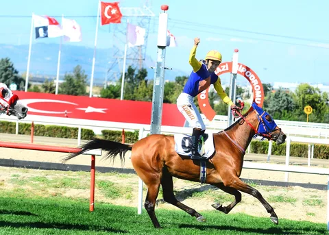 YEŞİL ELMA YEŞİL ELMA