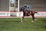 GOLDEN RULER