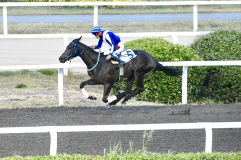 MARKA POLO