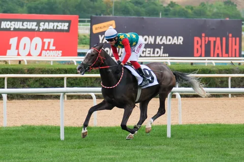 KIRSEVİL