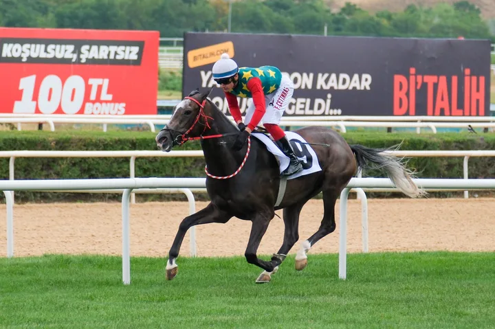 KIRSEVİL KIRSEVİL