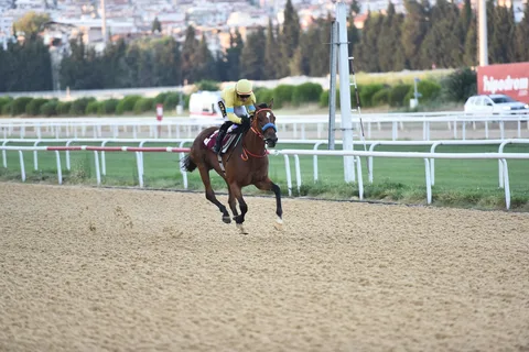 LADY MİRAM