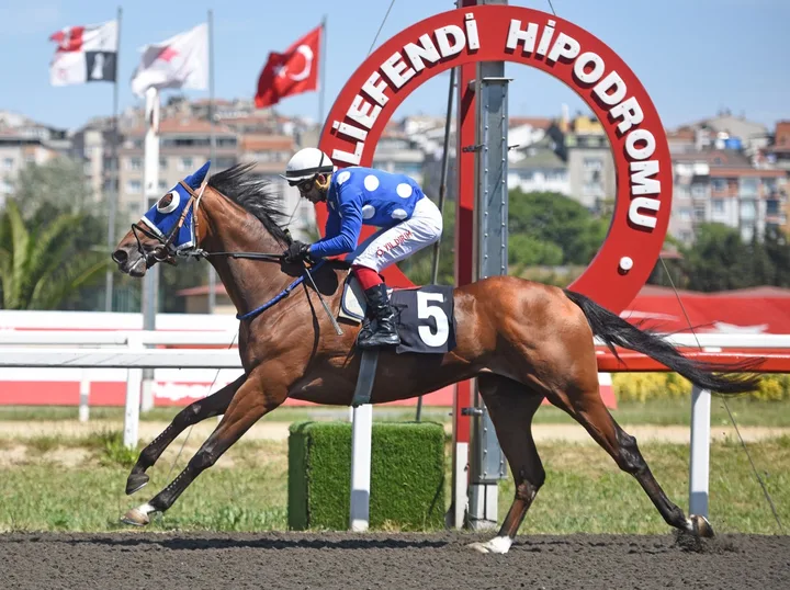 MR CİNO MR CİNO