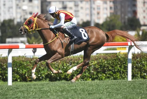 BLUEMOON BLUEMOON