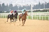 DİOMEDEA