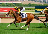 LOCO SUGAR(7) (IRE)